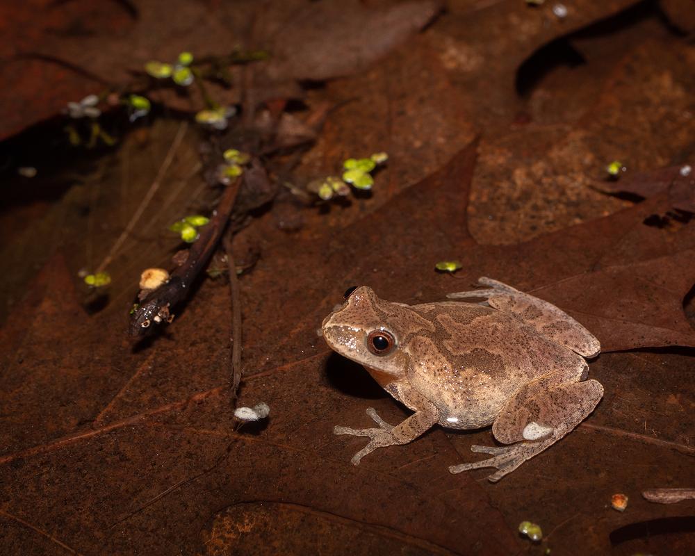 a small brown spring peeper frog on a leaf in shallow water